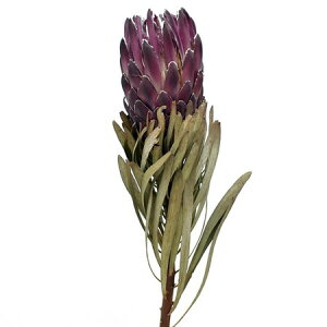 �y�h���C�z�R�A�g���[�f�B���O/�v���e�A�E���B�[�i�X 1�{ �i�`������/17798�y10�z[5��] �h���C�t�����[ �h���C���C���h�t�����[�ԍ� �v���e�A