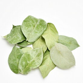 楽天市場 レモン ドライフラワーの通販