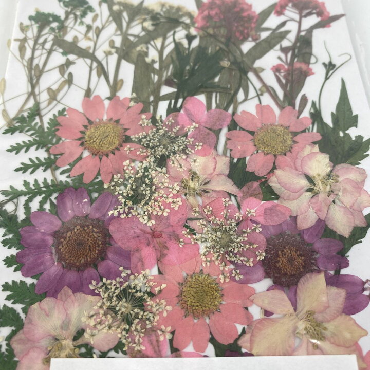 楽天市場 ドライ 押し花 ピンクデザインパック 35輪 1 03k 01 取寄 ドライフラワー 押し花 花材通販はなどんやアソシエ 楽天市場 ドライ 押し花 ピンクデザインパック 35輪 1 03k 01 取寄 ドライフラワー 押し花 花材通販はなどんやアソシエ