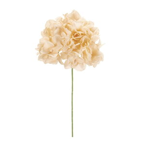 yԁzMAGIQ /AXnChWA 13 BEIGE/FM025048-013y01z ԁiA[eBtBVt[j  ԍށusv izԁj