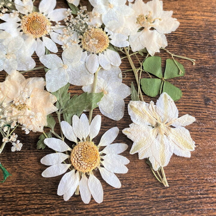 200円 宅配 押し花 ミックスパック フラワー ※サンタンカ コスモス他 200円 宅配 押し花 ミックスパック フラワー ※サンタンカ コスモス他