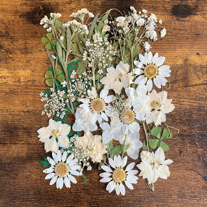 楽天市場 ドライ 押し花 ミックスパックc ホワイト系 01 取寄 ドライフラワー 押し花 花材通販はなどんやアソシエ 楽天市場 ドライ 押し花 ミックスパックc ホワイト系 01 取寄 ドライフラワー 押し花 花材通販はなどんやアソシエ