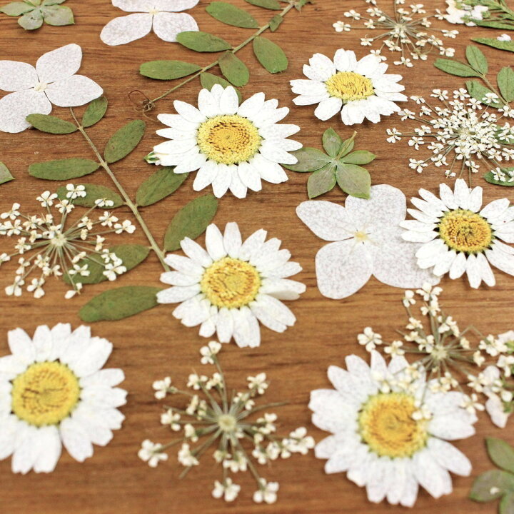 楽天市場 ドライ 押し花 ミックスパックｃ ホワイト系 07 取寄 ドライフラワー 押し花 花材通販はなどんやアソシエ