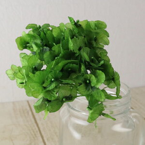 yԁzA[EfEt[/A[gEAWTCi1j XO[@/AFA32A-08y07z ԁiA[eBtBVt[j  ԍށusv izԁj