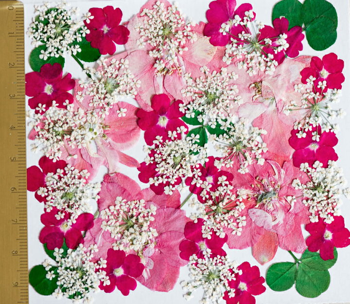 楽天市場 ドライ 押し花 ミックスデザインパック 千鳥草など 40輪 1 K 07 ドライフラワー 押し花 花材通販はなどんやアソシエ 楽天市場 ドライ 押し花 ミックスデザインパック 千鳥草など 40輪 1 K 07 ドライフラワー 押し花 花材通販はなどんやアソシエ