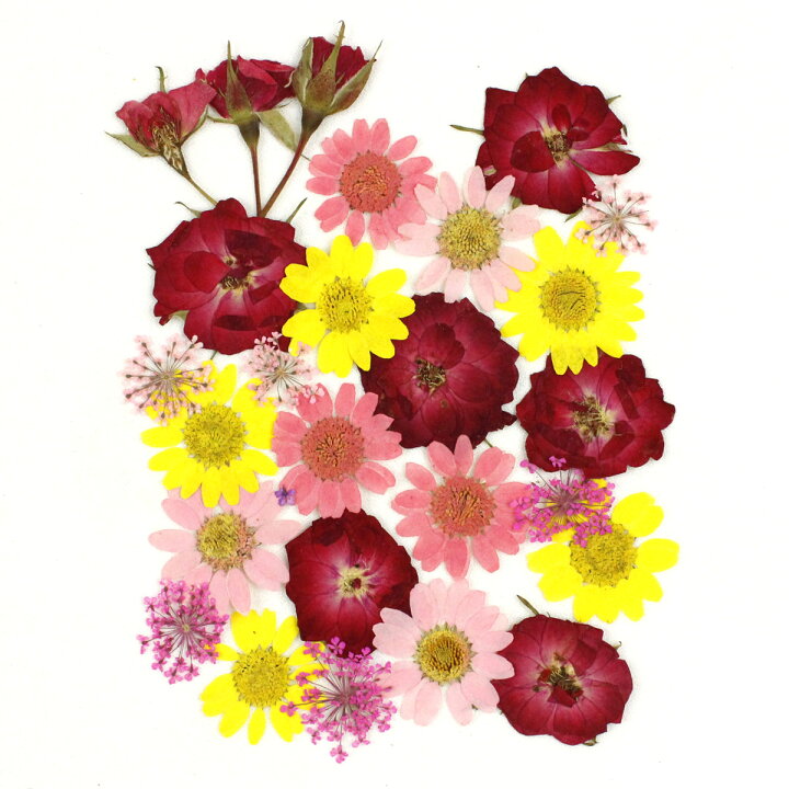 楽天市場 ドライ 押し花 ミックスパックb レッド ピンク イエロー 07 取寄 ドライフラワー 押し花 花材通販はなどんやアソシエ 楽天市場 ドライ 押し花 ミックスパックb レッド ピンク イエロー 07 取寄 ドライフラワー 押し花 花材通販はなどんやアソシエ