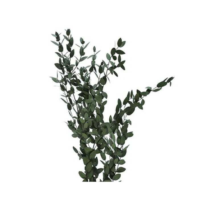 ドライフラワー ドライ葉物 葉物 花材はなどんやアソシエ