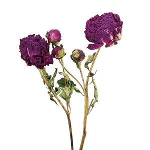 yhCzRAg[fBO/sIj[ i`C/17172y10z[5] hCt[ hCt[ԍ VNN