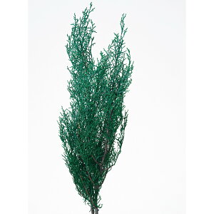 �y�Ζ����ӃZ�[���z�y�v���U�[�u�h�z��n�_��/�u���[�A�C�X�@��100g�@�O���[��/01260-700�y01�z �v���U�[�u�h�t�����[ �v���U�[�u�h�O���[�� �t��