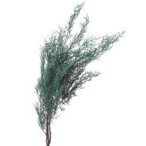 �y�Ζ����ӃZ�[���z�y�v���U�[�u�h�z��n�_��/�u���[�A�C�X ��100g �p�E�_�[�O���[��/01260-722�y01�z �v���U�[�u�h�t�����[ �v���U�[�u�h�O���[�� �t��