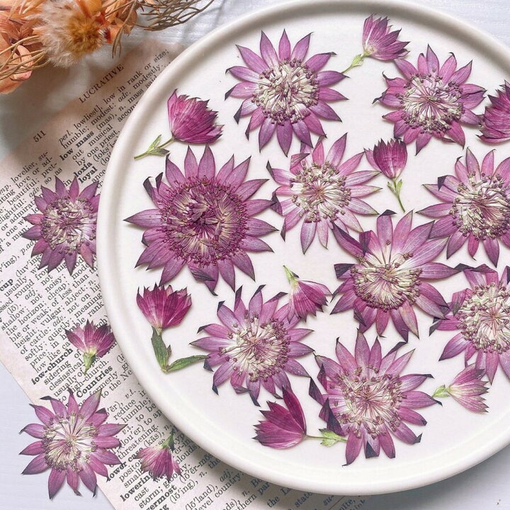 楽天市場 ドライ M Flowers 押し花 アストランティア ローマ 10 取寄 ドライフラワー 押し花 花材通販はなどんやアソシエ