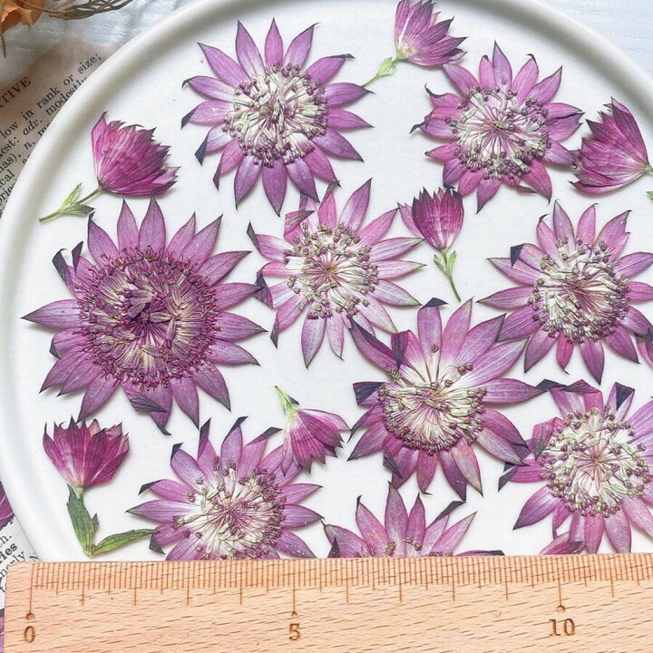 楽天市場 ドライ M Flowers 押し花 アストランティア ローマ 10 取寄 ドライフラワー 押し花 花材通販はなどんやアソシエ