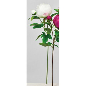 yԁzAXJ/sIj[×1 ڂ×1 zCg/A-34601-1y01z ԁiA[eBtBVt[j  ԍށusv VNNi䉖jE{^iOjEsIj[