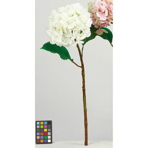 yԁzAXJ/nChWA zCg/A-34547-1y01z ԁiA[eBtBVt[j  ԍށusv izԁj