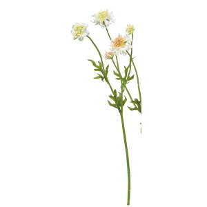 yԁzAXJ/XJrIT×3 zCg/A-34492-1y01z ԁiA[eBtBVt[j  ԍށusv XJrIT