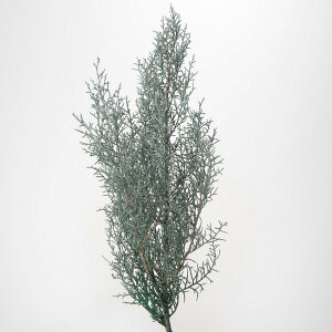 �y�v���U�[�u�h�z��n�_��/�u���[�A�C�X�@��100g�@�E�H�b�V���z���C�g/01260-012�y01�z �v���U�[�u�h�t�����[ �v���U�[�u�h�O���[�� �t��