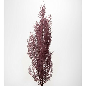 �y�Ζ����ӃZ�[���z�y�v���U�[�u�h�z��n�_��/�u���[�A�C�X ��100g �s���N�p�[�v��/01260-140�y01�z �v���U�[�u�h�t�����[ �v���U�[�u�h�O���[�� �t��