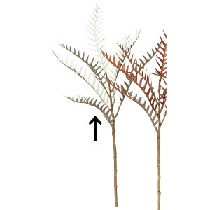 yԁzAXJ/OrAsbN #001F zCgOC/A-44248-1Fy01z ԁiA[eBtBVt[j  usv Cht[