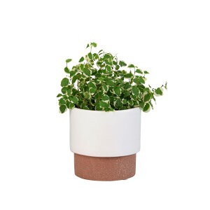 Jo[  DoLABO/g|bg 10D5 X[NsN/42739y07z[6] K[fjOE|pi t[|bg Jo[