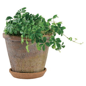 Aؔ  DoLABO/AKx|bg 18 eRb^/64739y07z[6] K[fjOE|pi t[|bg eRb^(fĂ)