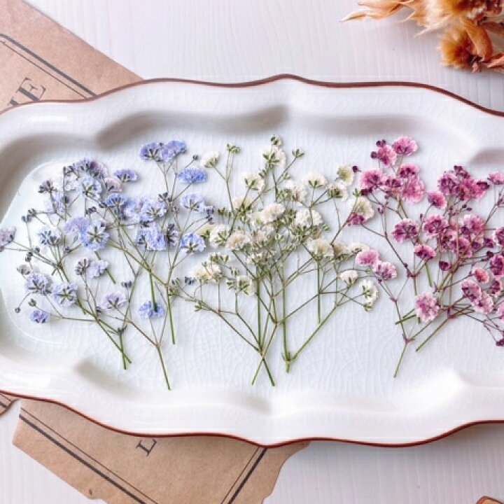 楽天市場】【ドライ】m flowers/押し花 かすみ草 3色アソート ミスティ  