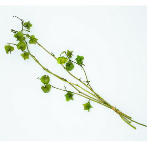 yvU[uhzKUNIFLOWERS/ق/00500y01z vU[uht[ vU[uht[ԍ ̑vU[uht[ԍ