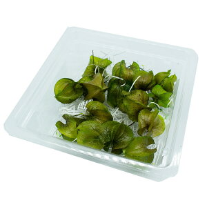 yvU[uhzKUNIFLOWERS/ق wbh 16/00501y01z vU[uht[ vU[uht[ԍ ̑vU[uht[ԍ