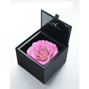 �y�v���U�[�u�h�z�A�����[�T/�_�C�������h���[�Y�{�b�N�X�@105�i���F�}�b�g�u���b�N�j�@�p���X�s���N/1204-22�y21�z �v���U�[�u�h�t�����[ �v���U�[�u�h�t�����[�M�t�g �o��1��