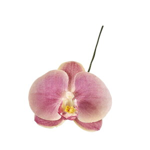 yԁzMAGIQ/A~[t@m O[vI[bLbh #112 GP.OH/FW090184-112y01z[12{] ԁiA[eBtBVt[j  ԍށusv ijEI[Lbh