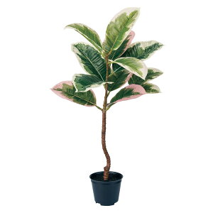 ylHϗtAzMAGIQ/S̖ؔ~j|bg(G})/ZV001816 ԕiLZsy12z ԁiA[eBtBVt[j ԗt ԁElHϗtA `50cm