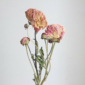 yhCzRAg[fBO/sIj[d 2 i`sN/17171y10z hCt[ hCt[ԍ VNN