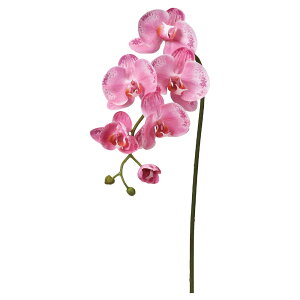 �y���ԁz�A�X�J/�R�`���E����×5 �ڂ�×3 �z���C�g�I�[�L�b�h/A-34876-45W�y01�z ���ԁi�A�[�e�B�t�B�V�����t�����[�j �R�`���E�����i�Ӓ����j �t�F�C�N�t�����[ �V���N�t�����[ �C���e���A 