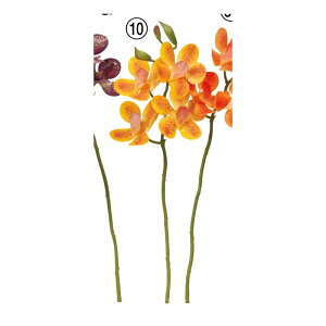 yԁzAXJ/J×4 ڂ×3 CG[/A-34705-10y01z ԁiA[eBtBVt[j  ԍށusv ijEI[Lbh