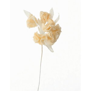 yԁzTZC/polca KN-08 u[P #N11 NCG[/751106y10z[6] ԁiA[eBtBVt[j  ԍށu͍sv ̑u͍svԉԍ