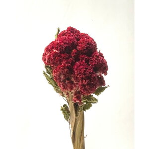 �y�h���C�z����/�P�C�g�E �v���� ��1�`3�{ N/���b�h/61154�y01�z �h���C�t�����[ �h���C�t�����[�ԍ� ���̑��h���C�t�����[