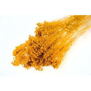 yvU[uhzt[Go[/u[ 20g }X^[hCG[/FL833-750y01z vU[uht[ vU[uht[ԍ 