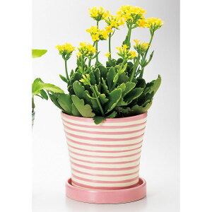 Aؔ  GC`c[I[/pXezxL sN/H1665y01z[6] K[fjOE|pi t[|bg EZ~bN