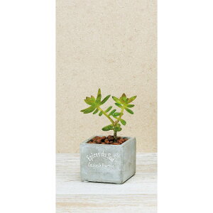 Aؔ  GC`c[I[/ZO|bg XNGA[SSS/H1787y01z[12] K[fjOE|pi t[|bg Zg