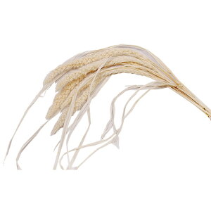 �y�h���C�zGARDEN PALETTE MONO/�� �i�`������ ��5�{/GPAW-01�y01�z �h���C�t�����[ �h���C�䕨 ���̑��䕨