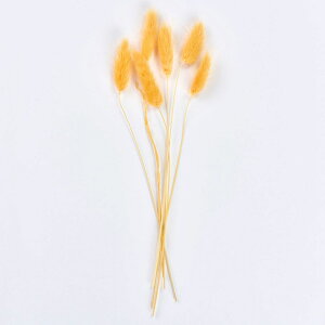 �y�h���C�z������/�v�`�t�����[ ���O���X �n�j�[/DU000102-004�y01�z �h���C�t�����[ �h���C�t�����[�ԍ� ���O���X