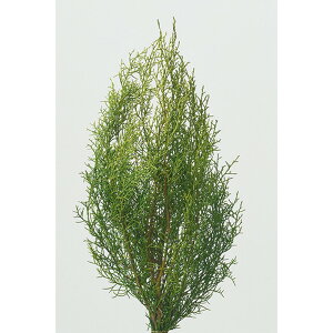 �y�Ζ����ӃZ�[���z�y�v���U�[�u�h�z��n�_��/�u���[�A�C�X ��100g ���C�g�O���[��/01260-712�y01�z �v���U�[�u�h�t�����[ �v���U�[�u�h�O���[�� �t��