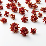 【ドライ】大地農園/フラワーコーン 約20g レッドゴールド/24710-309【01】 ドライフラワー ドライ実物＆…
