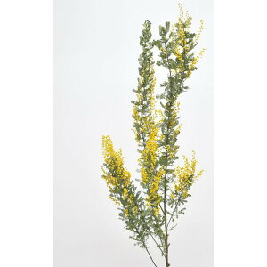 �y�h���C�z�R�A�g���[�f�B���O/�~���U�E���YEXF ��1�{ �i�`�������C�G���[/17335�y10�z[5��] �h���C�t�����[ �h���C�t�����[�ԍ� �~���U