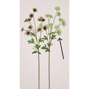 yԁzAXJ/AXgeBA×11 zCgO[/A-34929-52y01z ԁiA[eBtBVt[j  ԍށusv AXg`A