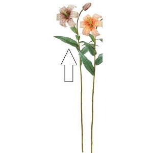 yԁzAXJ/B×1 ڂ×1 N[uE/A-34965-11By01z ԁiA[eBtBVt[j  ԍށusv iSjE[