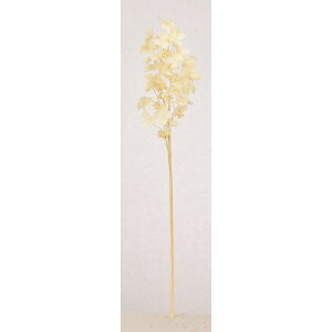 yԁzAXJ/nChWA N[zCg/A-34978-11y01z ԁiA[eBtBVt[j  ԍށusv izԁj