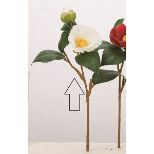 yԁzAXJ/×1 ڂ×1 zCg/A-73449-1y01z ԁiA[eBtBVt[j  ԍށusv coLiցj