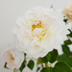 yԁzAXJ/premium collection eB[[Y×2 ڂ×1 zCgsN/AP03003-1Py01z ԁiA[eBtBVt[j  ԍށu͍sv o