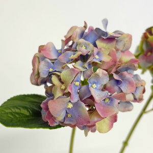 yԁzAXJ/premium collection nChWA u[[u/AP03010-9My01z ԁiA[eBtBVt[j  ԍށusv izԁj