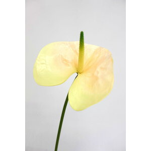 yԁzAXJ/premium collection AXE N[O[/AP03025-53Ay01z ԁiA[eBtBVt[j  ԍށusv AX[